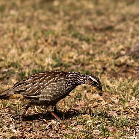Klipdrift Tshikwalo Game Lodge מראה חיצוני תמונה
