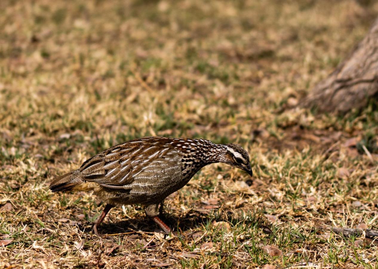 Klipdrift Tshikwalo Game Lodge מראה חיצוני תמונה